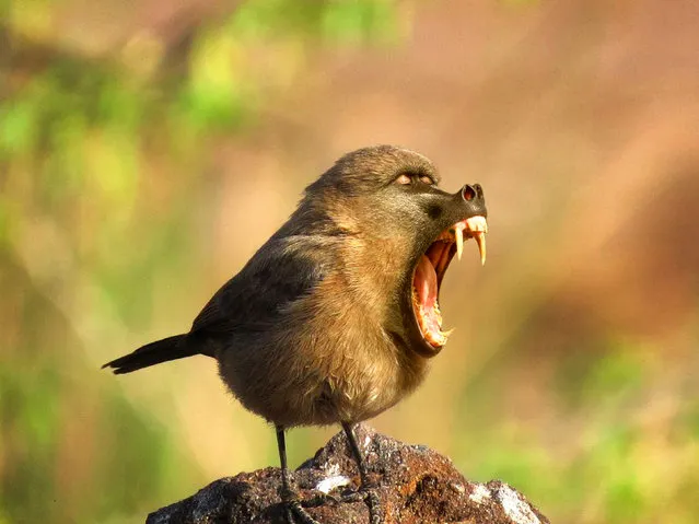 Cross between a baboon and a sparrow – Birboon. (Photo by Sarah DeRemer/Caters News)