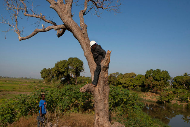 In this January 22, 2013 photo, snake handler Saintilus Resilus stands in a tree as he hunts for snakes that he will use in his Pre-Lenten Carnival street performances, in the countryside of L'Estere, in Haiti's Artibonite state. Resilus has scars from owl bites on his hands, and palms rough like sandpaper from climbing trees to capture animals. Haiti's snakes aren't venomous, but they have poisoned some relationships. His wife left him in 1991. (Photo by Dieu Nalio Chery/AP Photo/Matt Dayhoff)