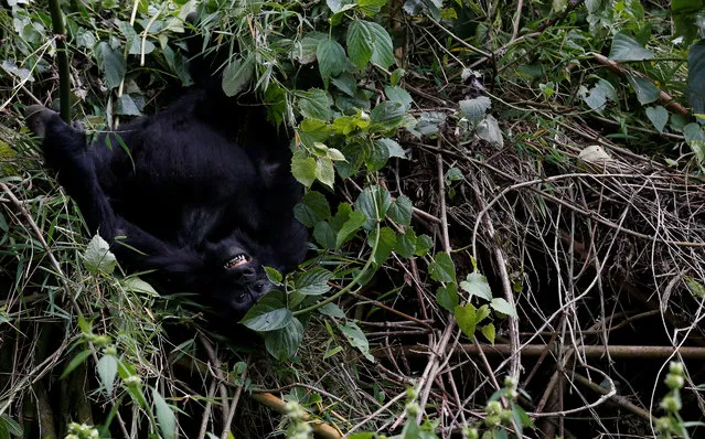 An endangered baby high mountain gorilla from the Sabyinyo family plays inside the forest within the Volcanoes National Park near Kinigi, northwestern Rwanda on January 11, 2018. (Photo by Thomas Mukoya/Reuters)