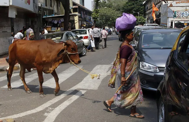 In this Friday, October 9, 2015 photo, a woman leads her cow across a road collecting alms from devout Hindus in Mumbai, India. (Photo by Rajanish Kakade/AP Photo)