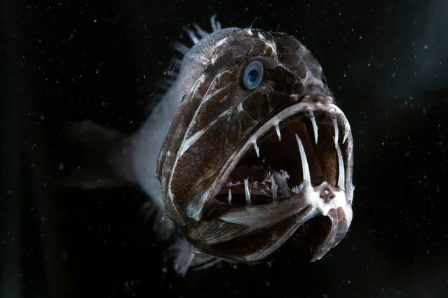 The fangtooth has the largest teeth relative to body size of any fish in the ocean. (Photo by Espen Rekdal/BBC Pictures' Digital Picture Service)