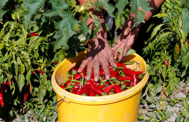 A woman gathers red peppers into a bucket for a company producing powdered paprika, one of Hungary's best-known staples, in Batya, Hungary, September 26, 2016. (Photo by Laszlo Balogh/Reuters)
