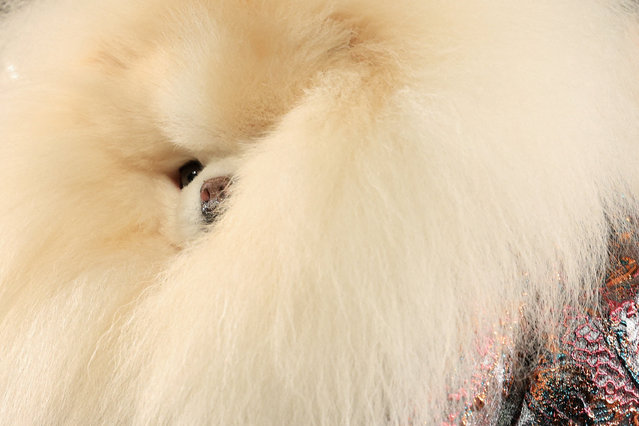 A dog presents a creation by Anthony Rubio during New York Fashion Week, in New York City, on September 13, 2025. (Photo by Caitlin Ochs/Reuters)