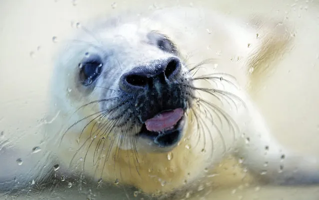 Grey seal pup “Nikolaus” licks a window at the seal enclosure in Friedrichskoog, Germany, 19 December 2014. The pup was abandoned by his mother and would not have a chance at survival without human help. Nikolaus will be fed at the enclosure for two to three months until he has reached the minimum weight of 45 kilograms for being released. (Photo by Daniel Reinhardt/EPA)