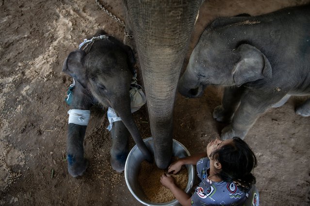 Mahout Hsu Mon Htike takes care of injured baby elephant Kyaw Pearl; his mother, Pearl Sanda; and his sister, Pearl Sint, at the Wingabaw Elephant Camp in Phayargyi, Myanmar, on Tuesday, June 24, 2025. (Photo by Sai Aung Main/AFP Photo)