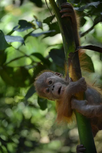 In this photograph taken on April 8, 2013, an endangered six month old male baby orangutan rescued from a pet owner learns to climb a tree while undergoing rehabilitation at the Sumatran Orangutan Conservation Program quarantine area in Sibolangit village located in Indonesia's Sumatra island. According to environmentalists poachers kill or maim the mother orangutan to take her baby.  Experts believe there are about 50,000 to 60,000 of the two species of orangutans left in the wild, 80 percent of them in Indonesia and the rest in Malaysia.They are faced with extinction from poaching and the rapid destruction of their forest habitat, mainly to create palm oil plantations. Environmental groups are pushing for stronger forest and wildlife protection and conservation as April 22, 2013 marks Wold Earth Day. (Photo by Romeo Gacad/AFP Photo)