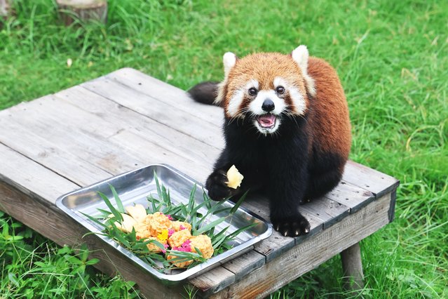 A red panda feeds for Mid-Autumn Festival at a zoo in Nantong City, east China's Jiangsu Province, 29 September, 2025. (Photo by Splash News and Pictures)