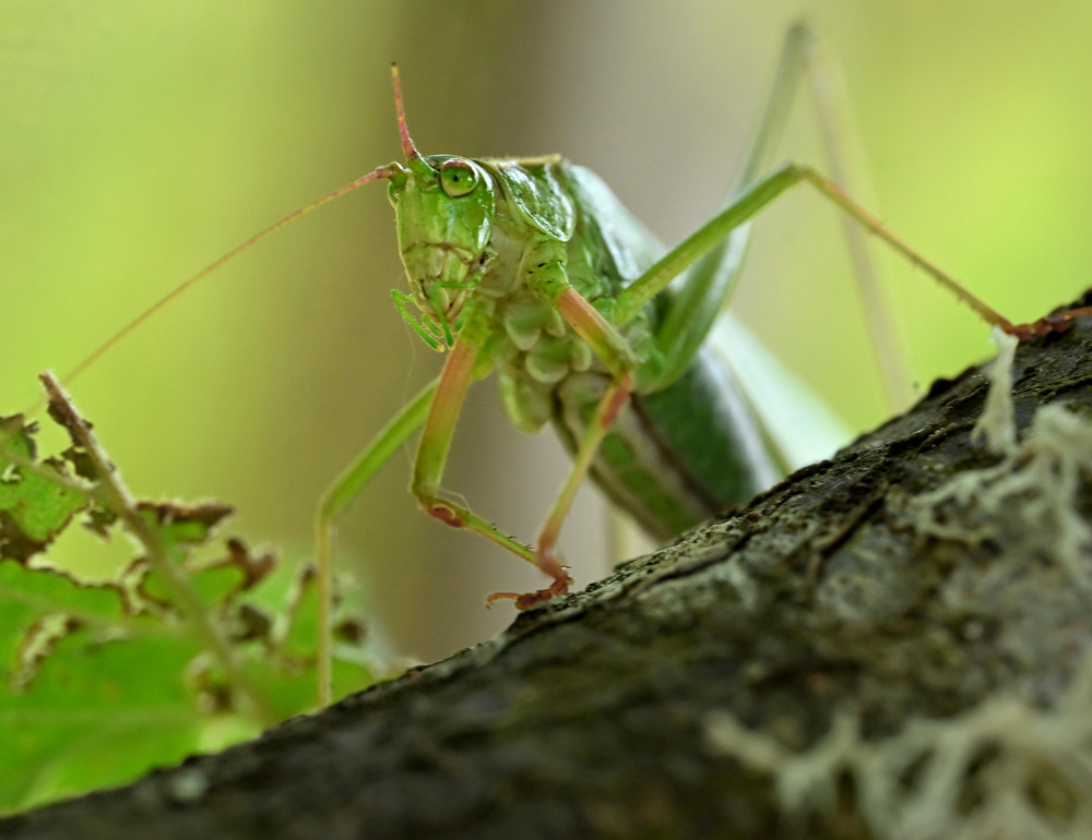 Some Photos: Insects