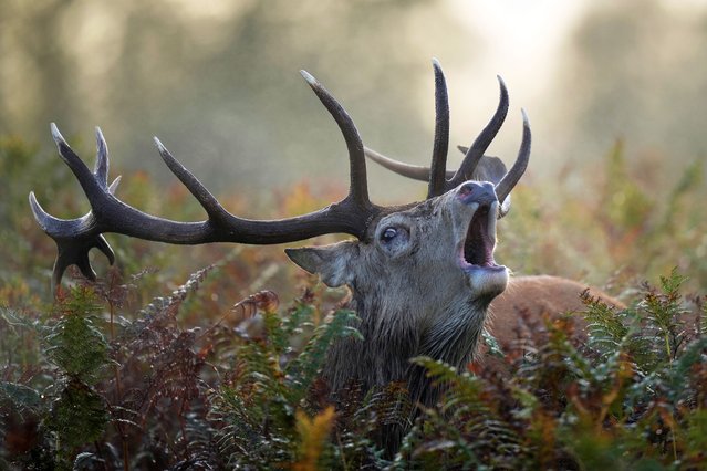 A stag bellows amid the bracken in the early morning light at Bushy Park in London, Thursday, October 30, 2025. (Photo by Alastair Grant/AP Photo)
