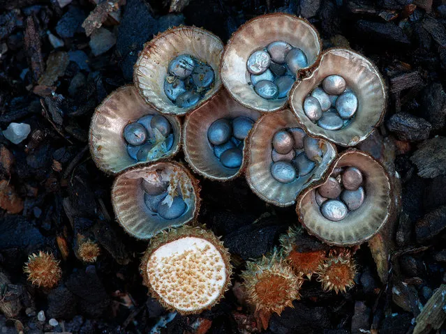 Cyathus novaezelandiae or Birds Nest Fungi, Tara Ridge. (Steve Axford)