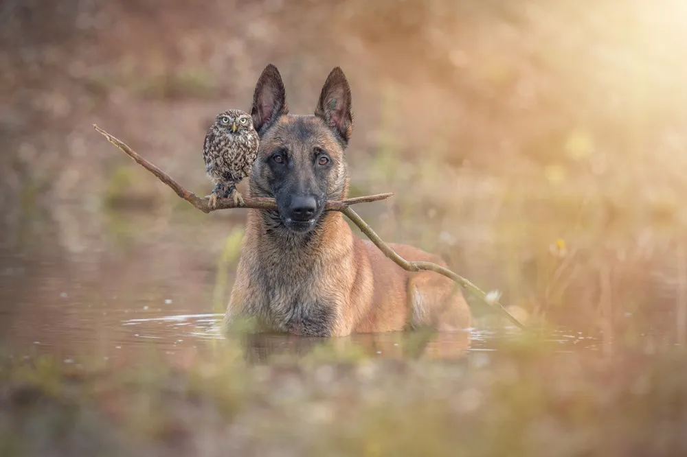 Friendship of a Dog and an Owl
