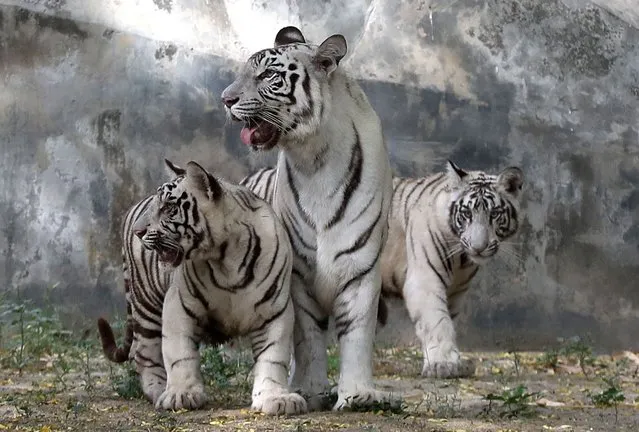 White tiger cubs “Vyom” and “Avni” along with their mother “Sita” pictured inside an enclosure after they were released for public viewing at National Zoological Park in New Delhi, India, 20 April 2023. The two cubs were born in August 2022 and are the result of the first successful breeding of white tigers in seven years at the National Zoological Park. (Photo by Rajat Gupta/EPA/EFE/Rex Features/Shutterstock)