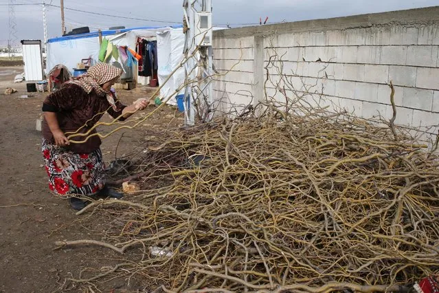 A Syrian woman collects firewood outside of her tent in preparation for the possibility of a snow storm at a refugee camp in Deir Zannoun village, Bekaa valley, Lebanon, Tuesday, January 6, 2015. (Photo by Hussein Malla/AP Photo)