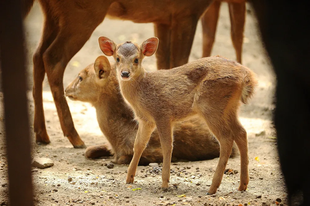 The Week in Pictures: Animals, January 3 – January 10, 2015