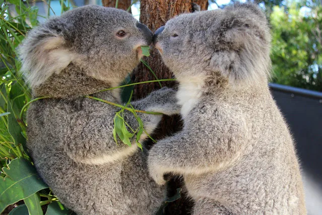 An undated handout picture made available by the Taronga Conservation Society Australia on 16 January 2015 shows koala joeys Bai'yali  and Holly, at Taronga Zoo in Sydney, Australia. The poor eyesight of koalas has led to the species evolving to greet through nose touching and is a common way for koalas to determine if they're encountering a friend or a foe. (Photo by EPA/Taronga Conservation Society Australia)