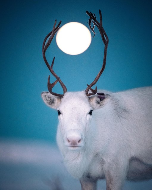 A reindeer frames the full moon in its antlers in Tromso, northern Norway in the first decade of December 2025. (Photo by Even Tryggstrand/Two Point O Media)