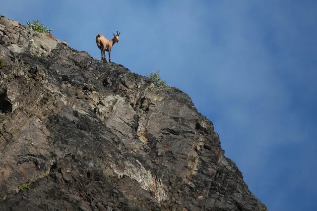 A chamois stands on a slope at the Krasnaya Polyana Resort in Sochi, Russia on August 14, 2020. (Photo by Dmitry Feoktistov/TASS)