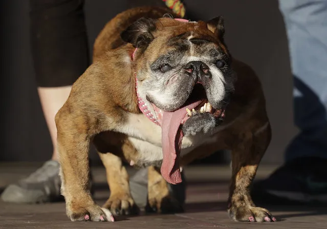 Zsa Zsa, an English Bulldog owned by Megan Brainard, stands onstage after being announced the winner of the World's Ugliest Dog Contest at the Sonoma-Marin Fair in Petaluma, Calif., Saturday, June 23, 2018. (Photo by Jeff Chiu/AP Photo)
