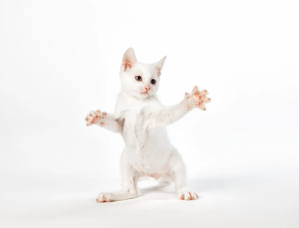 Playful Kittens by Seth Casteel