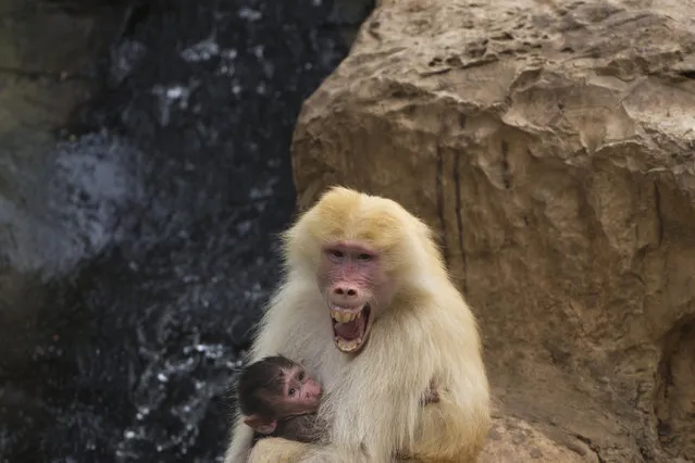 In this Wednesday, September 29, 2015 file photo, Sahara, a rare red-haired female Hamadryas Baboon holds 3 weeks old dark-furred baby in the Ramat Gan Safari Park near Tel Aviv, Israel. It was the first time in decades that one of these light-furred primates has given birth at the zoo. (Photo by Ariel Schalit/AP Photo)