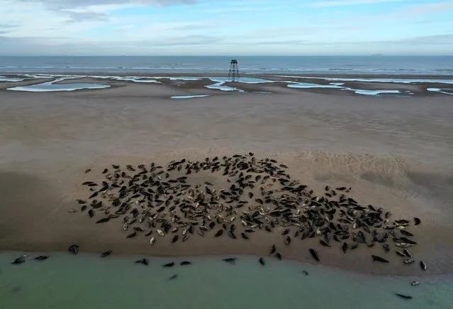 Dozens of grey seals rest on a sandbank close to Walde lighthouse in Marck near Calais, France, February 4, 2021. (Photo by Pascal Rossignol/Reuters)