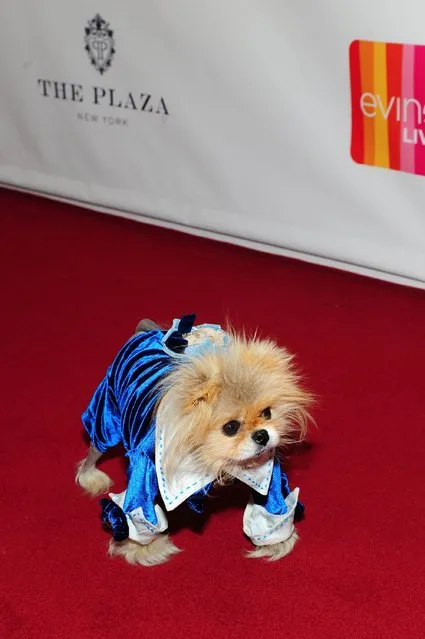 Giggy attends EVINE Live launches new digital retail brand during live broadcast from The Plaza on February 14, 2015 in New York City. (Photo by Timothy Hiatt/Getty Images for Evine)