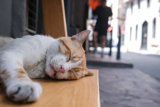 A stray cat sleeps on cafe table in Istanbul, Turkey, 08 August 2023. International Cat Day was launched in 2002 by the International Fund for Animal Welfare and it is celebrated annually on 08 August. (Photo by Sedat Suna/EPA)