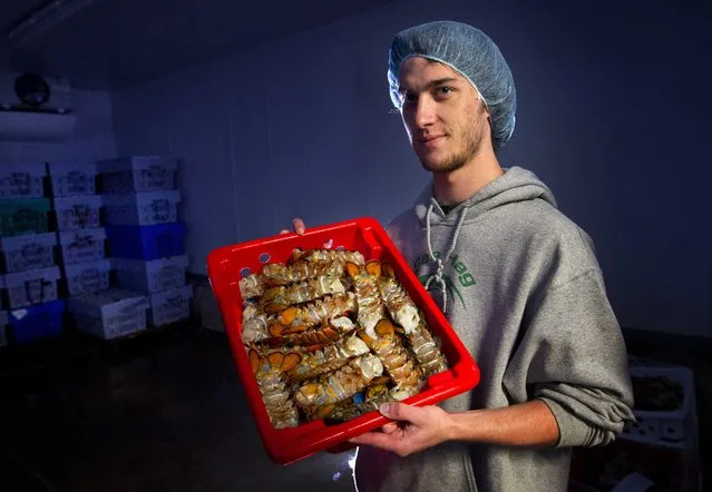 In this June 28, 2013, photo, Kyle Murdock, owner of Sea Hag Lobster Processing, holds a tray of lobster tails in a refrigerator at his plant in Tenants Harbor, Maine. More and more American and Canadian-caught lobsters have been turning up at fancy restaurants in China, marketed as “Boston lobster”, say Maine-based processors. (Photo by Robert F. Bukaty/AP Photo)
