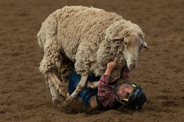 A boy participates in mutton bustin' as he rides a sheep at the Snowmass Rodeo on August 22, 2018, in Snowmass, Colorado. The Snowmass rodeo is on its 45th year, making it one of the longest running rodeos in Colorado. (Photo by Alex Edelman/AFP Photo)